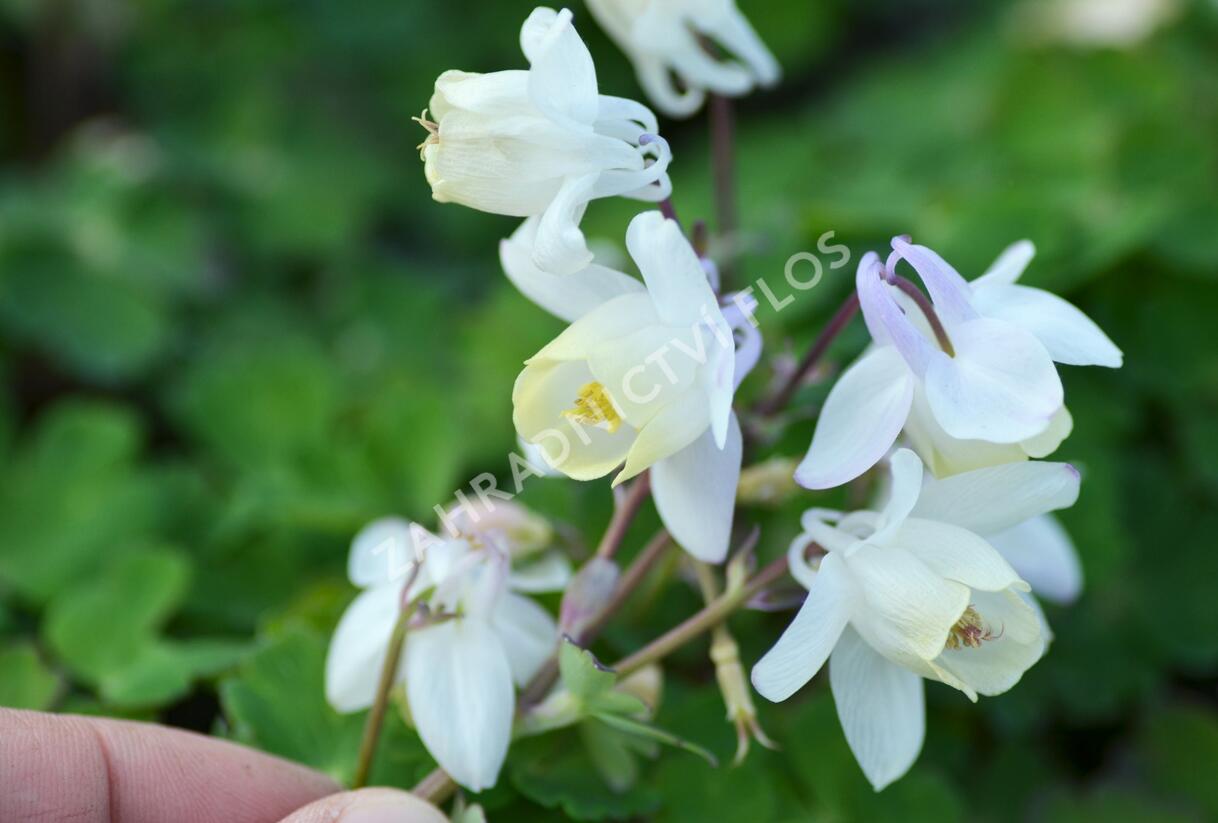 Orlíček vějířovitý 'Cameo White' - Aquilegia flabellata 'Cameo White'