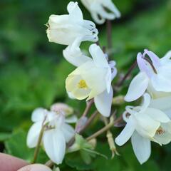 Orlíček vějířovitý 'Cameo White' - Aquilegia flabellata 'Cameo White'
