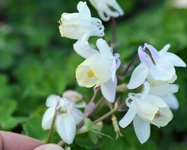 Orlíček vějířovitý 'Cameo White'