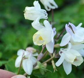 Orlíček vějířovitý 'Cameo White' - Aquilegia flabellata 'Cameo White'