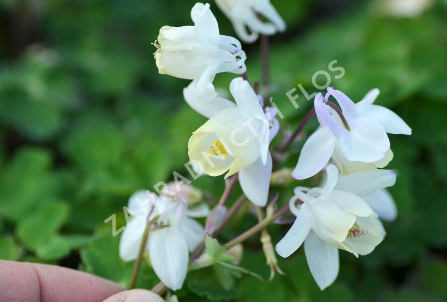 Orlíček vějířovitý 'Cameo White' - Aquilegia flabellata 'Cameo White'