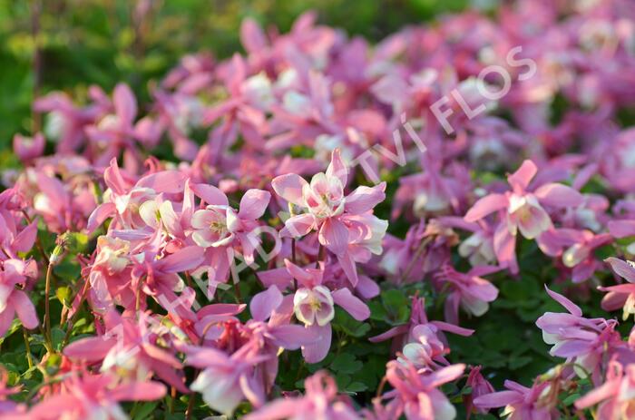 Orlíček vějířovitý 'Cameo Red White' - Aquilegia flabellata 'Cameo Red White'