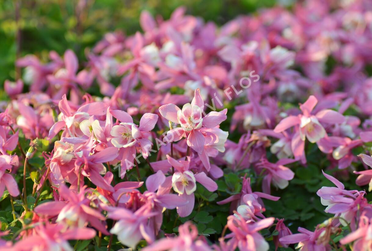 Orlíček vějířovitý 'Cameo Red White' - Aquilegia flabellata 'Cameo Red White'