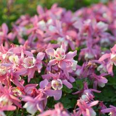 Orlíček vějířovitý 'Cameo Red White' - Aquilegia flabellata 'Cameo Red White'