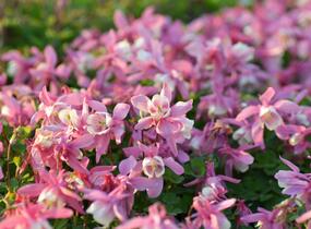 Orlíček vějířovitý 'Cameo Red White' - Aquilegia flabellata 'Cameo Red White'