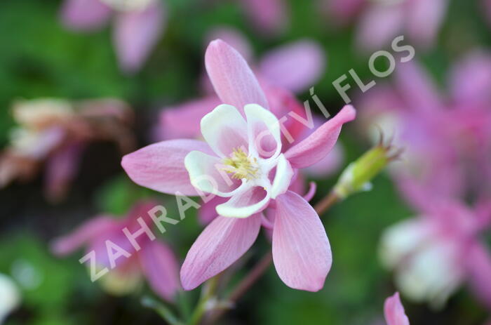 Orlíček vějířovitý 'Cameo Red White' - Aquilegia flabellata 'Cameo Red White'