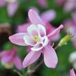 Orlíček vějířovitý 'Cameo Red White' - Aquilegia flabellata 'Cameo Red White'