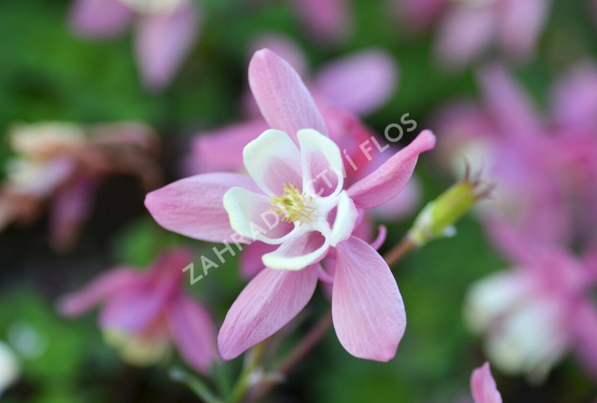 Orlíček vějířovitý 'Cameo Red White' - Aquilegia flabellata 'Cameo Red White'