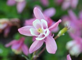 Orlíček vějířovitý 'Cameo Red White' - Aquilegia flabellata 'Cameo Red White'