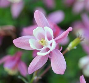 Orlíček vějířovitý 'Cameo Red White' - Aquilegia flabellata 'Cameo Red White'