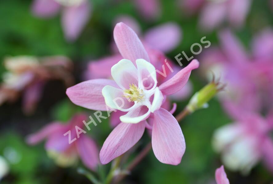 Orlíček vějířovitý 'Cameo Red White' - Aquilegia flabellata 'Cameo Red White'