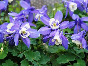 Orlíček vějířovitý 'Cameo Blue White' - Aquilegia flabellata 'Cameo Blue White'