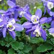 Orlíček vějířovitý 'Cameo Blue White' - Aquilegia flabellata 'Cameo Blue White'