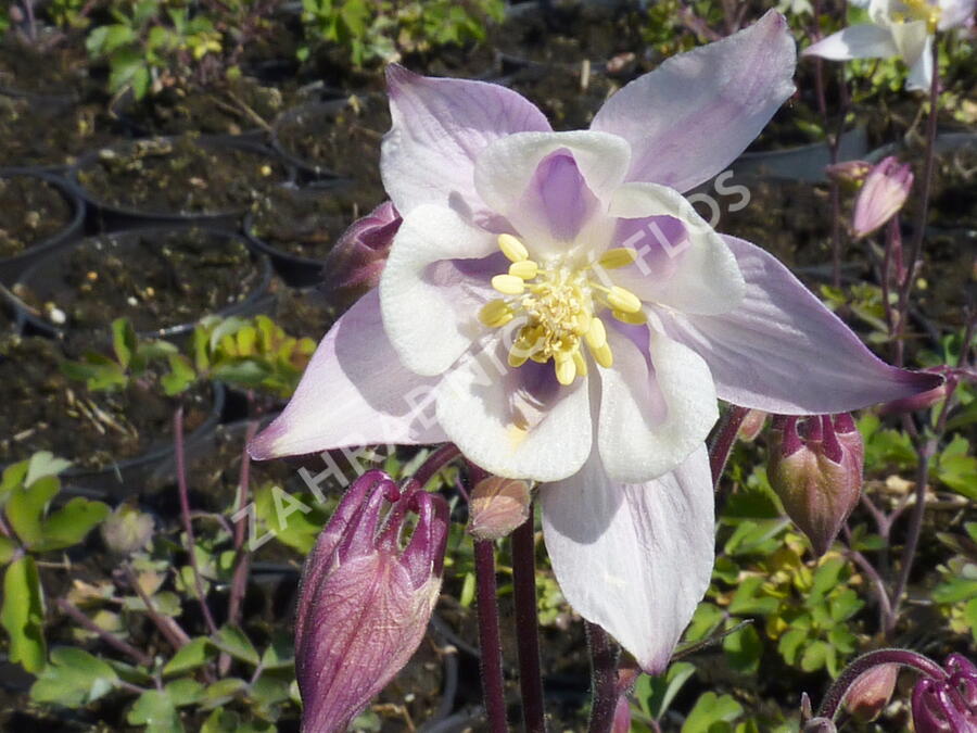 Orlíček 'Biedermeier' - Aquilegia caerulea 'Biedermeier'