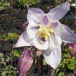 Orlíček 'Biedermeier' - Aquilegia caerulea 'Biedermeier'