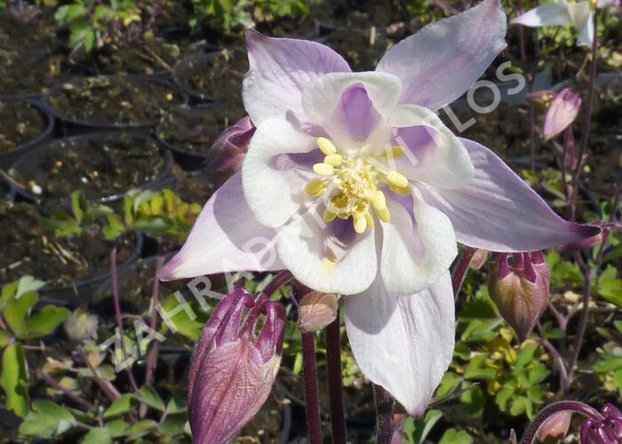 Orlíček 'Biedermeier' - Aquilegia caerulea 'Biedermeier'