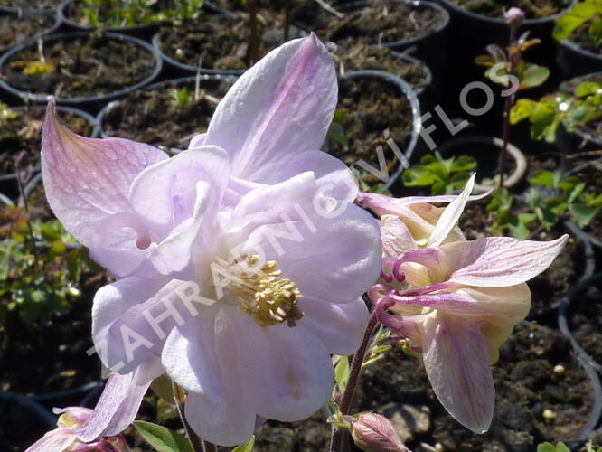 Orlíček 'Biedermeier' - Aquilegia caerulea 'Biedermeier'