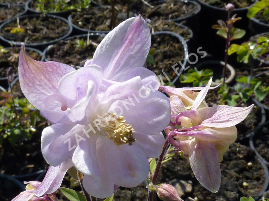 Orlíček 'Biedermeier' - Aquilegia caerulea 'Biedermeier'