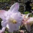 Orlíček 'Biedermeier' - Aquilegia caerulea 'Biedermeier'