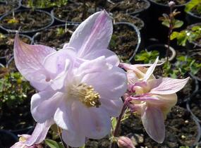 Orlíček 'Biedermeier' - Aquilegia caerulea 'Biedermeier'