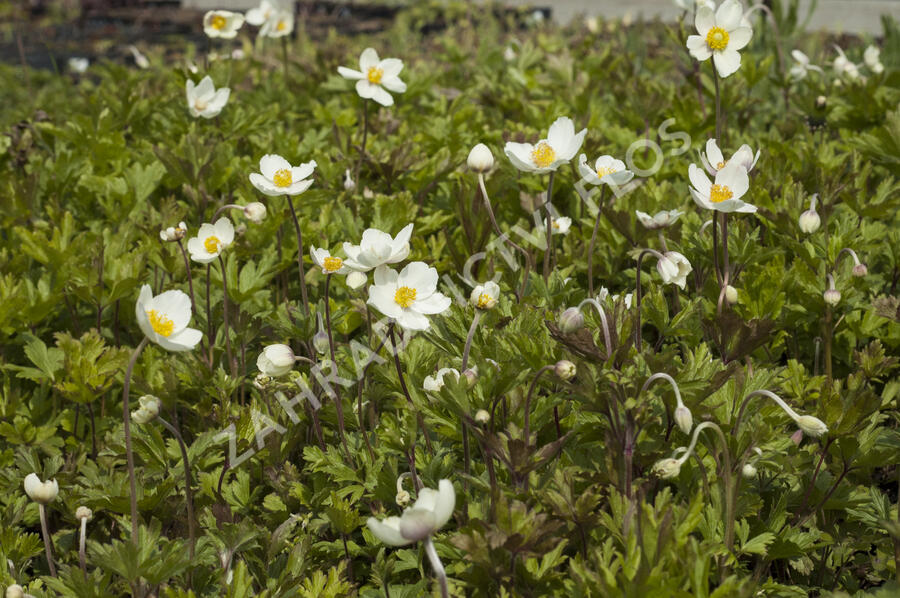 Sasanka lesní - Anemone sylvestris