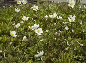 Sasanka lesní - Anemone sylvestris
