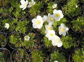 Sasanka lesní - Anemone sylvestris