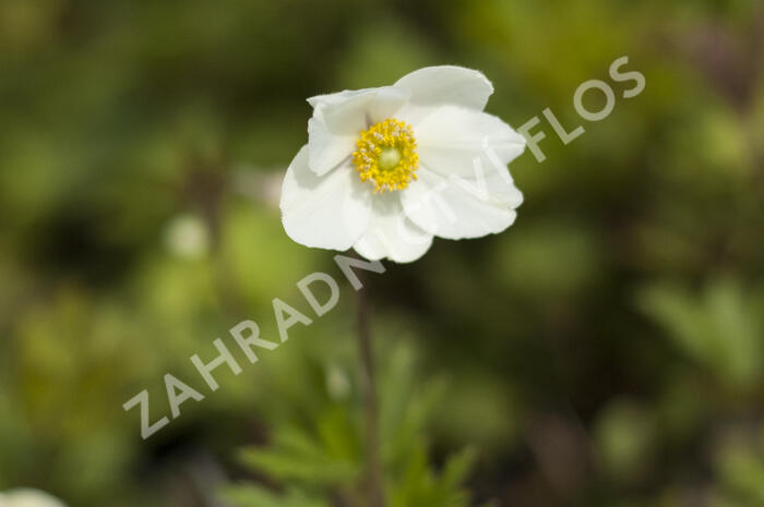 Sasanka lesní - Anemone sylvestris