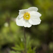 Sasanka lesní - Anemone sylvestris