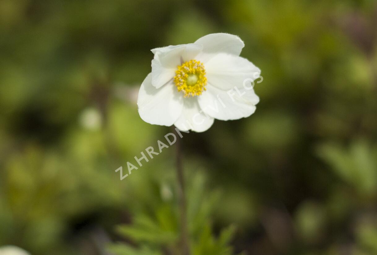 Sasanka lesní - Anemone sylvestris