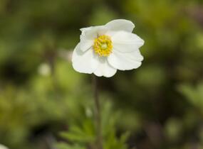 Sasanka lesní - Anemone sylvestris
