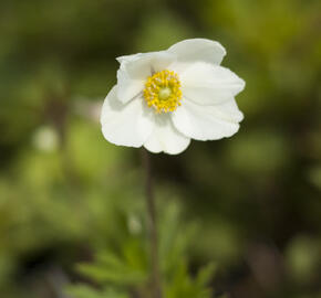 Sasanka lesní - Anemone sylvestris