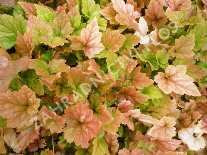 Mitrovnička 'Tiger Stripe' - Tiarella cordifolia 'Tiger Stripe'