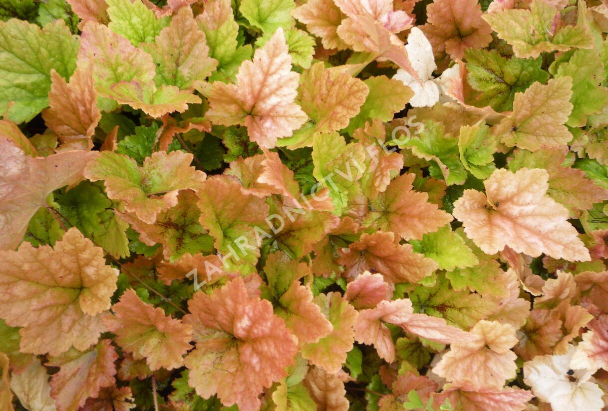 Mitrovnička srdcolistá 'Tiger Stripe' - Tiarella cordifolia 'Tiger Stripe'