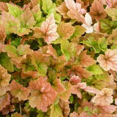 Mitrovnička 'Tiger Stripe' - Tiarella cordifolia 'Tiger Stripe'