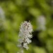 Mitrovnička srdcolistá 'Tiger Stripe' - Tiarella cordifolia 'Tiger Stripe'