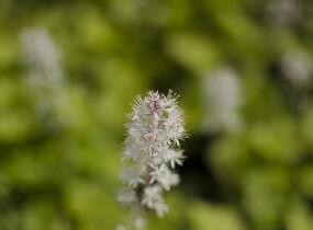 Mitrovnička srdcolistá 'Tiger Stripe' - Tiarella cordifolia 'Tiger Stripe'