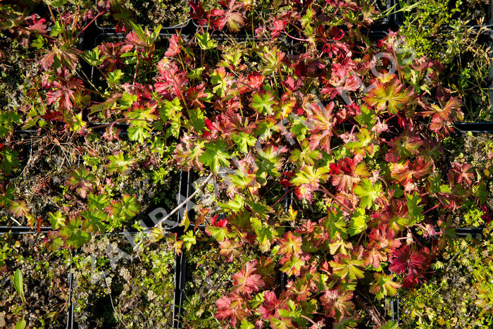 Kakost 'Harz' - Geranium x cantabrigiense 'Harz'