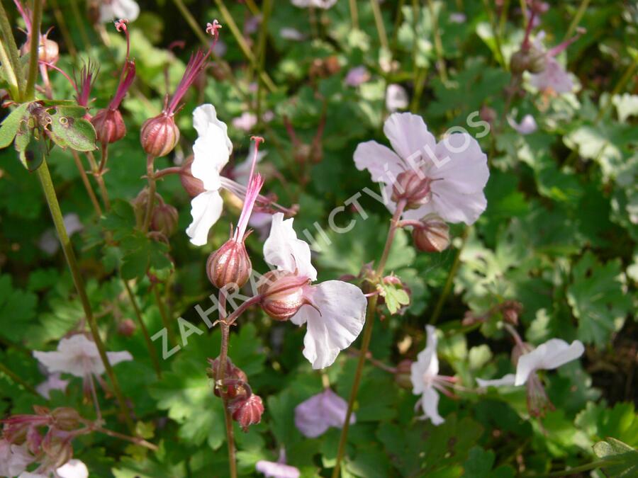 Kakost 'Harz' - Geranium x cantabrigiense 'Harz'