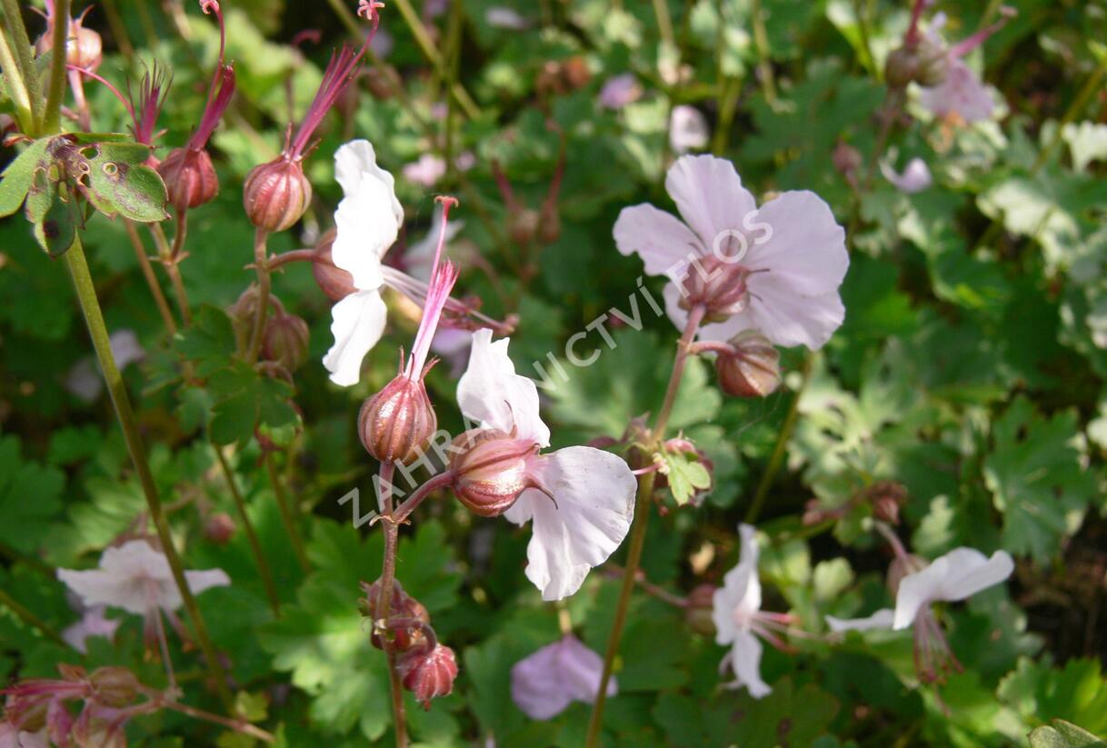 Kakost 'Harz' - Geranium x cantabrigiense 'Harz'