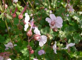 Kakost 'Harz' - Geranium x cantabrigiense 'Harz'