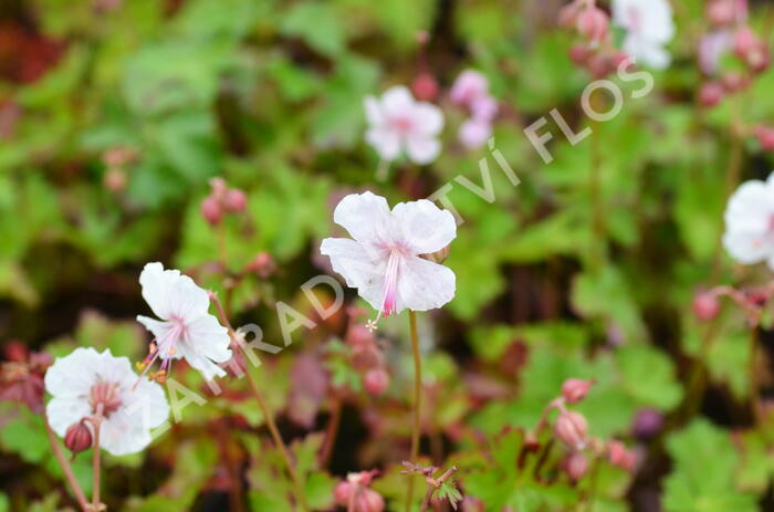 Kakost 'Harz' - Geranium x cantabrigiense 'Harz'