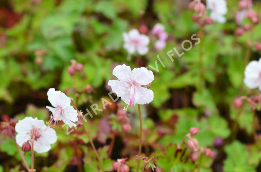 Kakost 'Harz' - Geranium x cantabrigiense 'Harz'