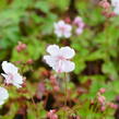 Kakost 'Harz' - Geranium x cantabrigiense 'Harz'