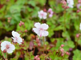 Kakost 'Harz' - Geranium x cantabrigiense 'Harz'