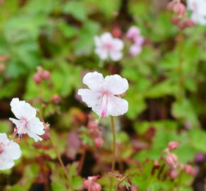 Kakost 'Harz' - Geranium x cantabrigiense 'Harz'