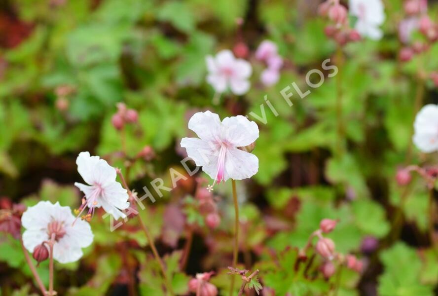Kakost 'Harz' - Geranium x cantabrigiense 'Harz'