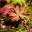 Kakost 'Harz' - Geranium x cantabrigiense 'Harz'