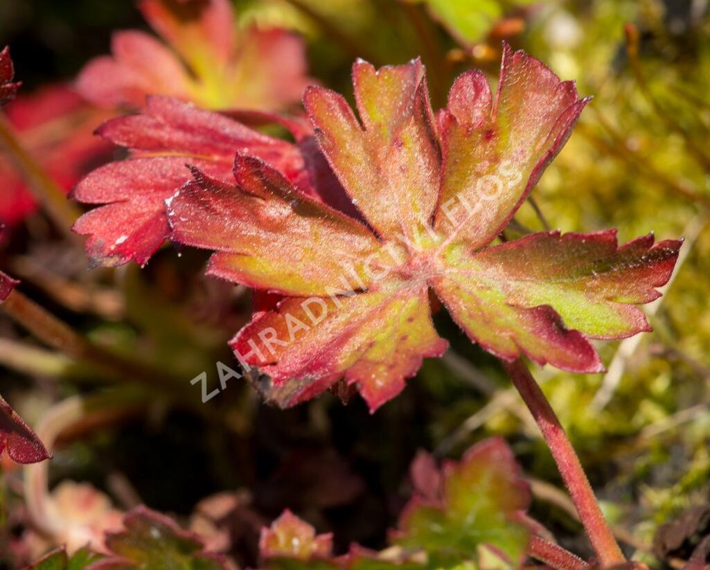 Kakost 'Harz' - Geranium x cantabrigiense 'Harz'