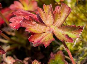 Kakost 'Harz' - Geranium x cantabrigiense 'Harz'